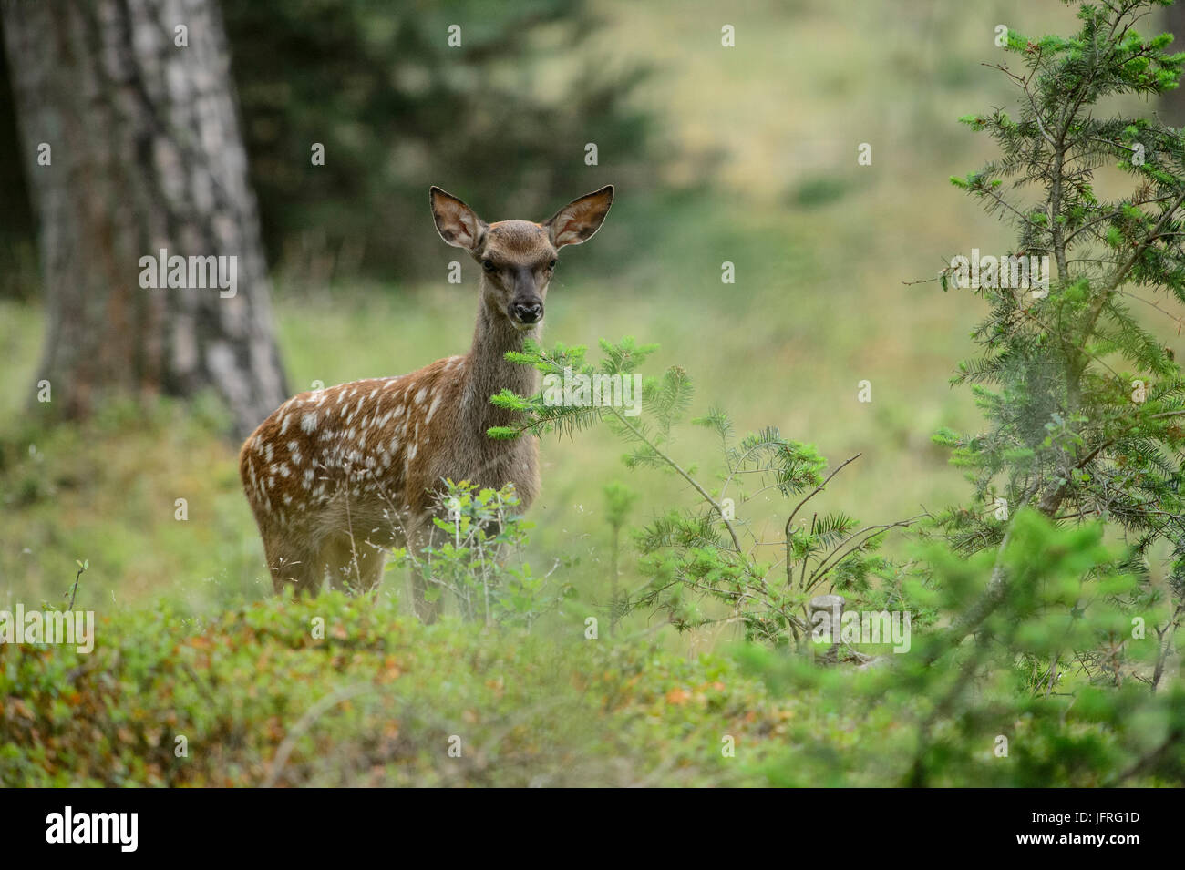 Red deer calf with spotted camouflage fur in a forest field. Hoge Veluwe National Park, Netherlands Stock Photo