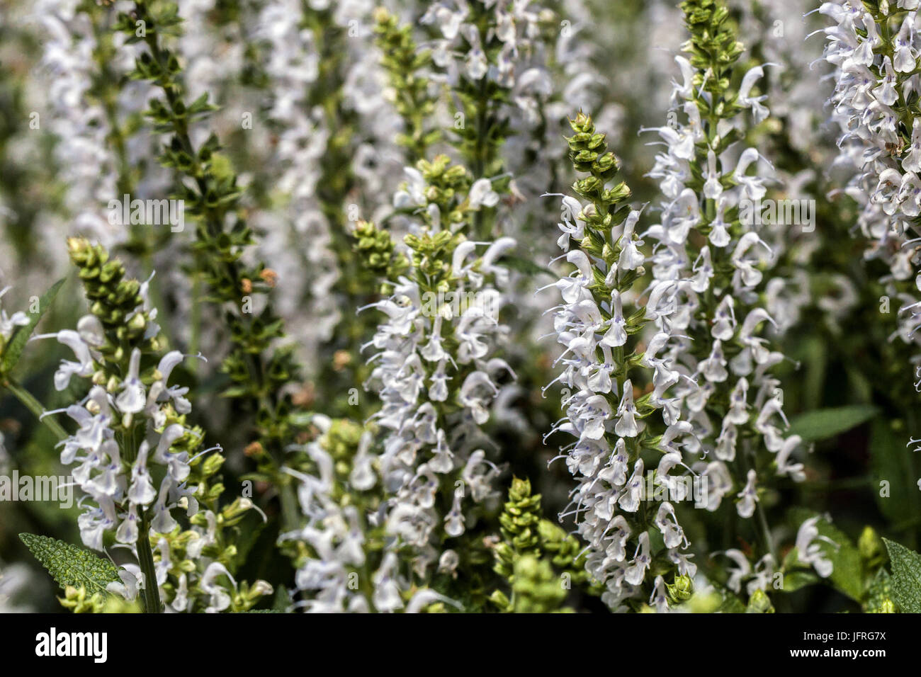 Salvia nemorosa 'Porzellan' Balkan clary Stock Photo