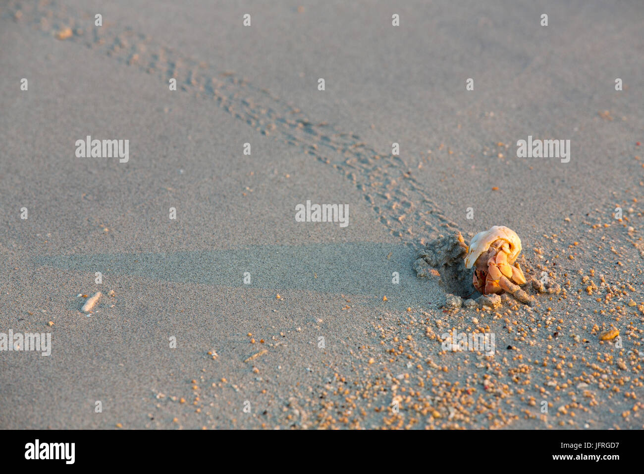Hermit crab taking a stroll in the sunset on the beach Stock Photo