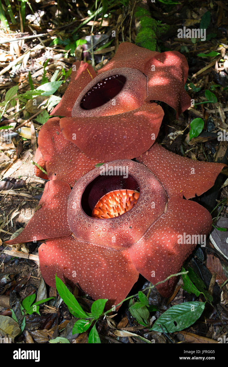 Téléchargement gratuit Images Largest Flower In The World Stock Photos Largest Flower In The actualisé