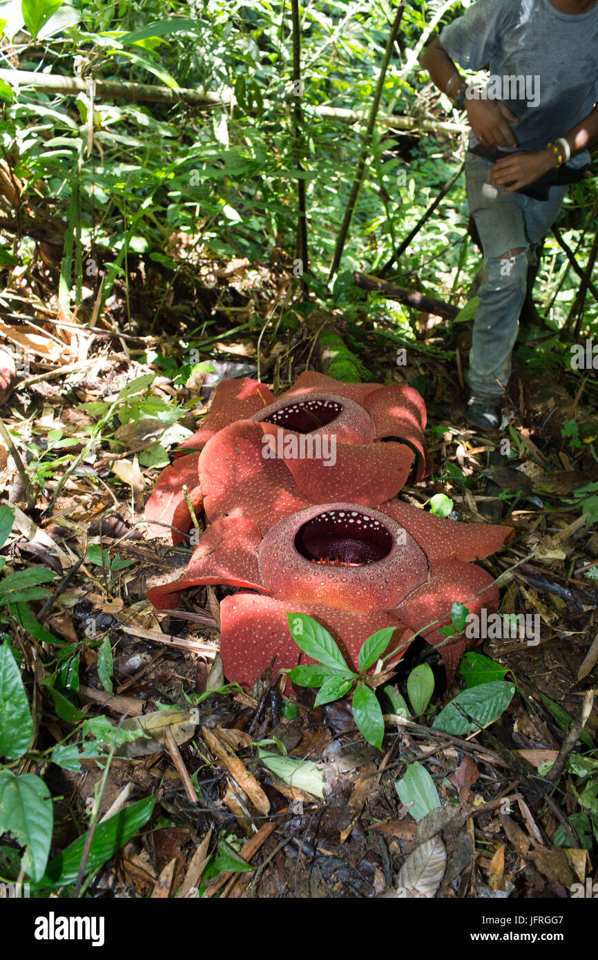 Rafflesia Arnoldii, the worlds largest flower Stock Photo - Alamy