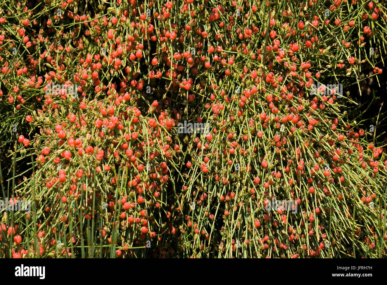 Ephedra distachya Stock Photo Alamy