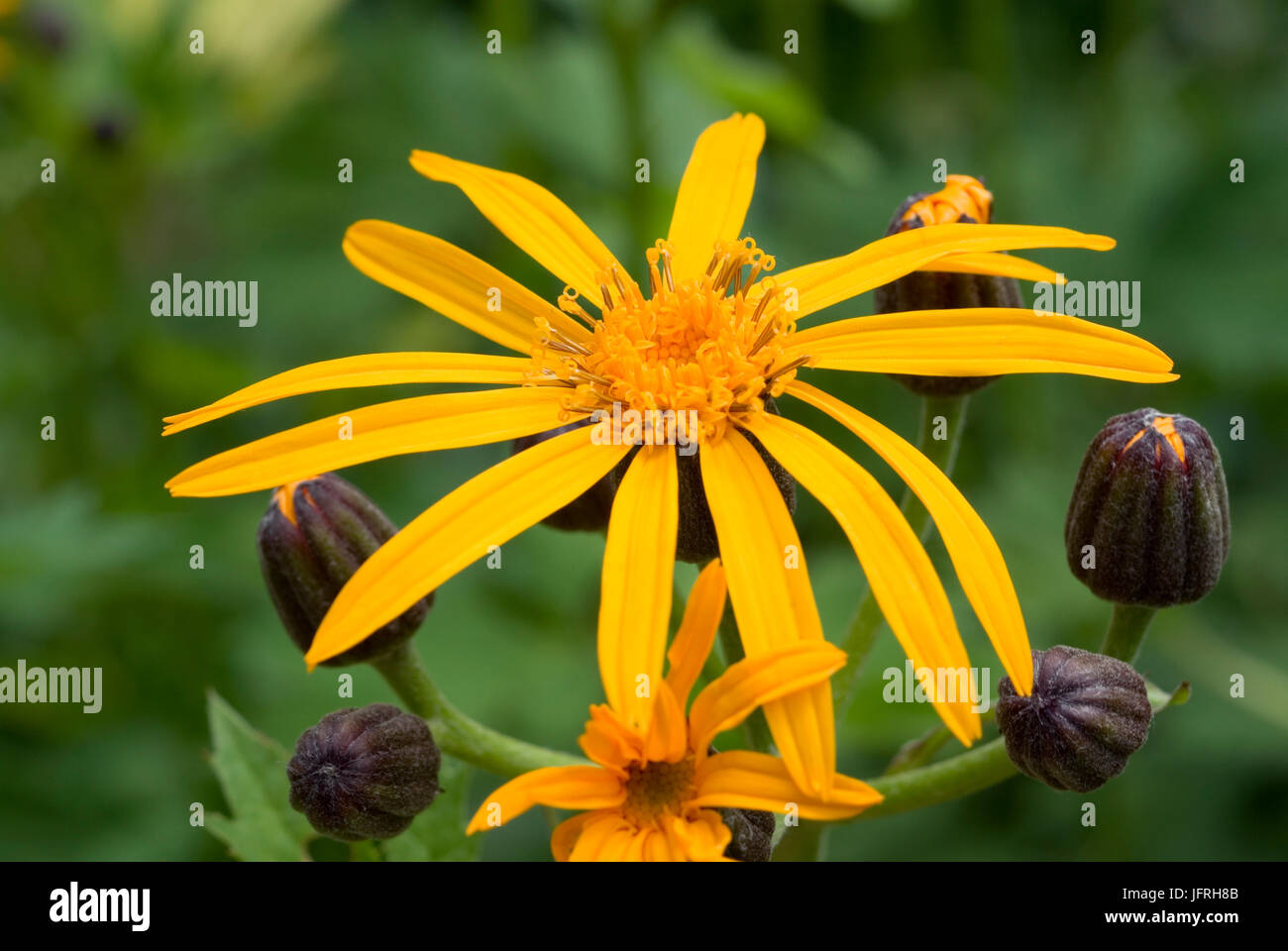Hermaphrodite flower hi-res stock photography and images - Alamy