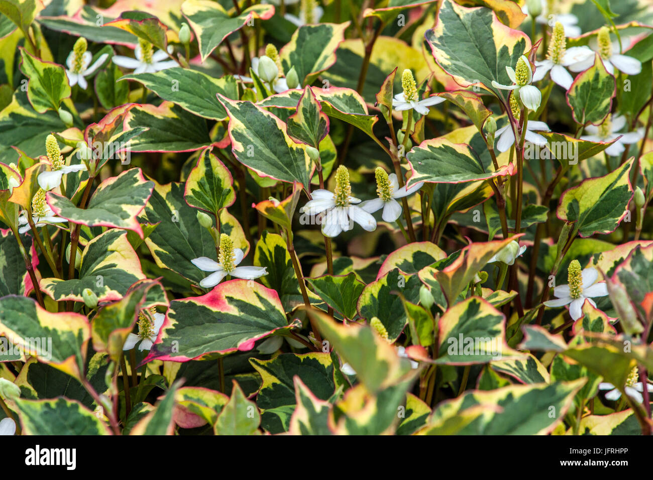 Chameleon Plant, Houttuynia cordata, flowering Stock Photo