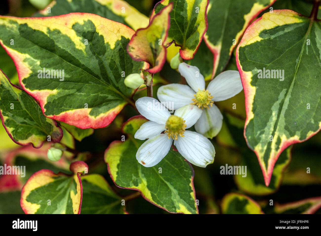 Chameleon Plant, Houttuynia cordata, flower and leaves Stock Photo