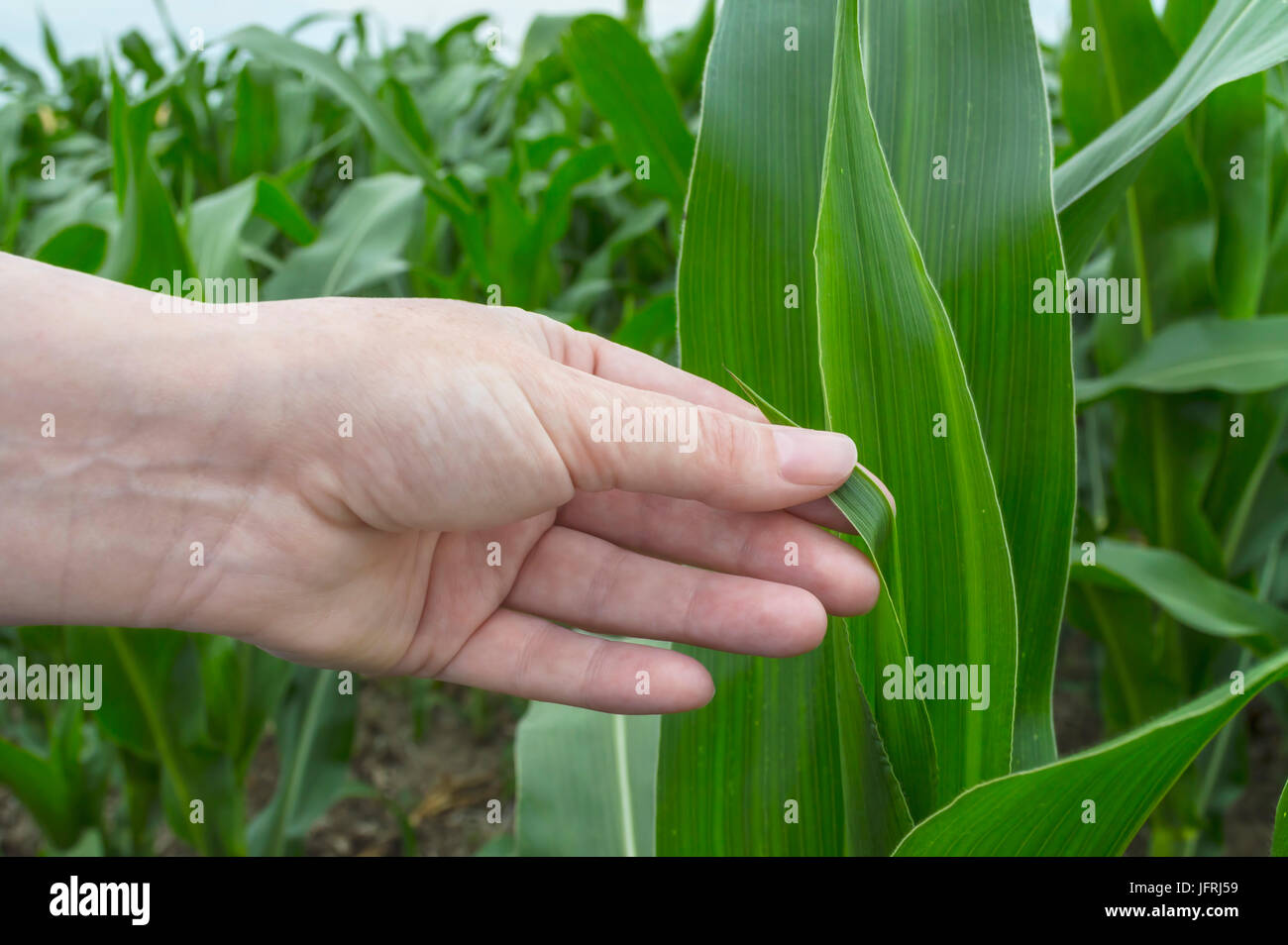 Examination corn leaf, agriculture rural scene. Selective focus Stock