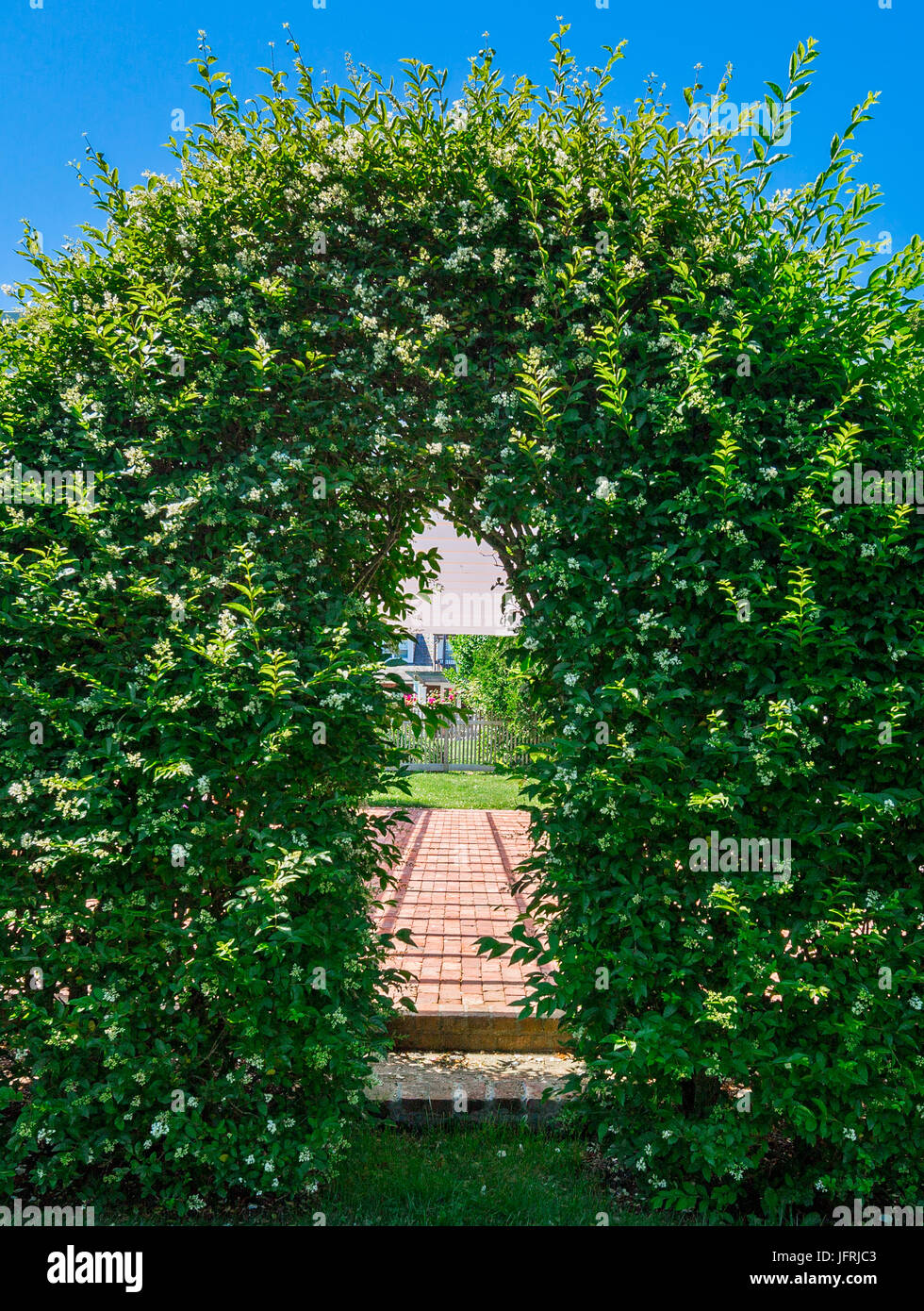 opening in a privet hedge in East Hampton, NY Stock Photo