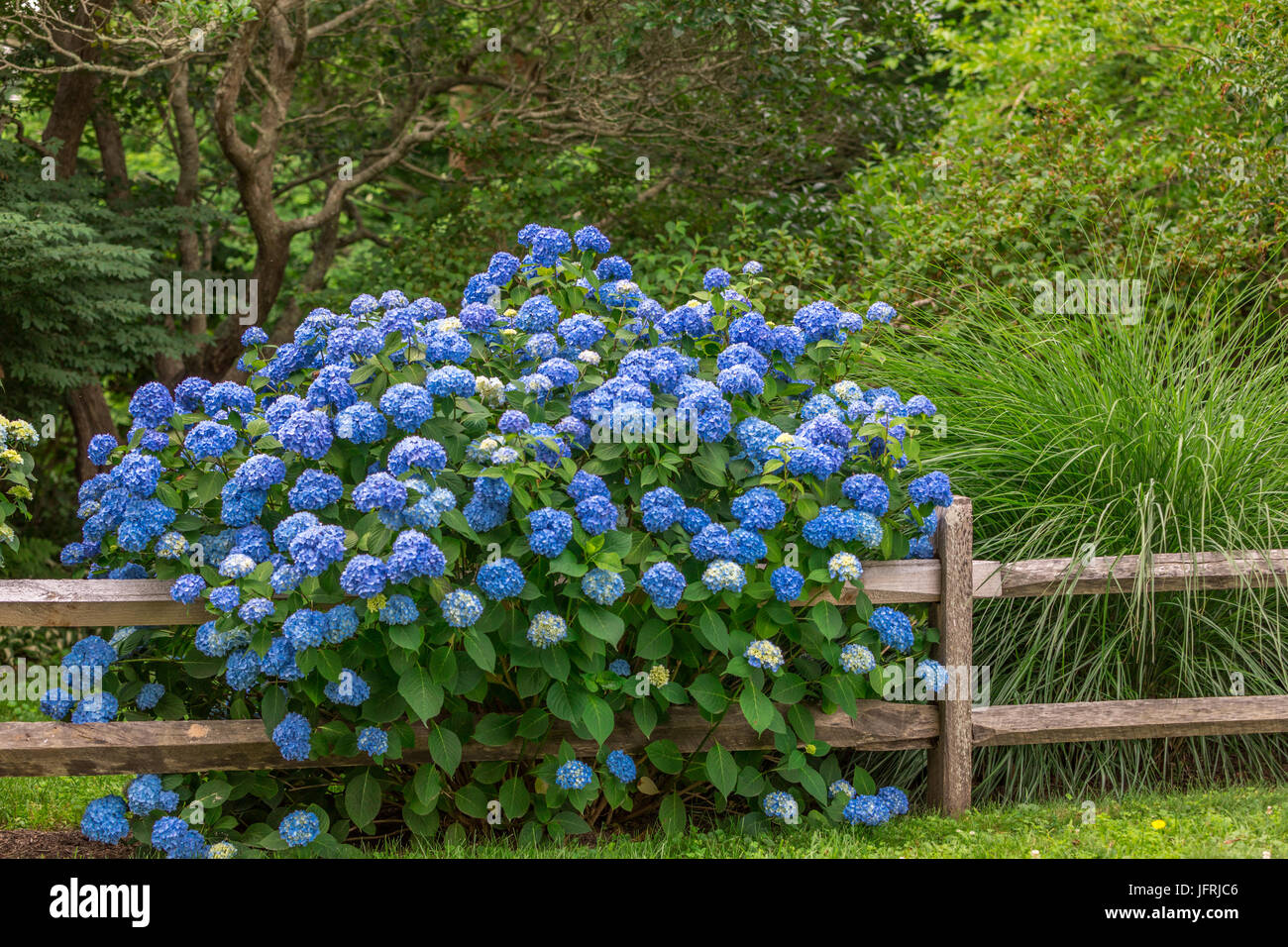 Hydrangea growing over a split rail fence in East Hampton, NY Stock Photo