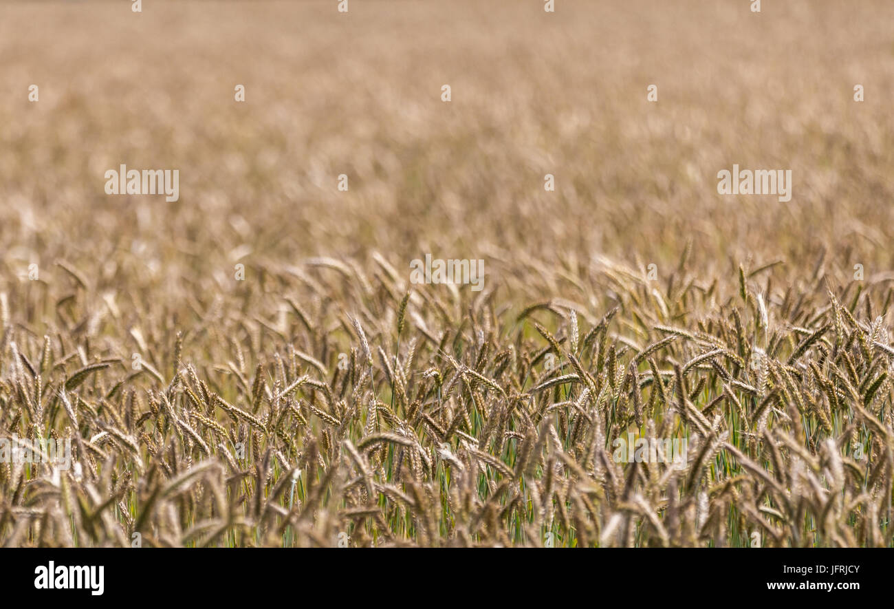 Long golden grass hires stock photography and images Alamy