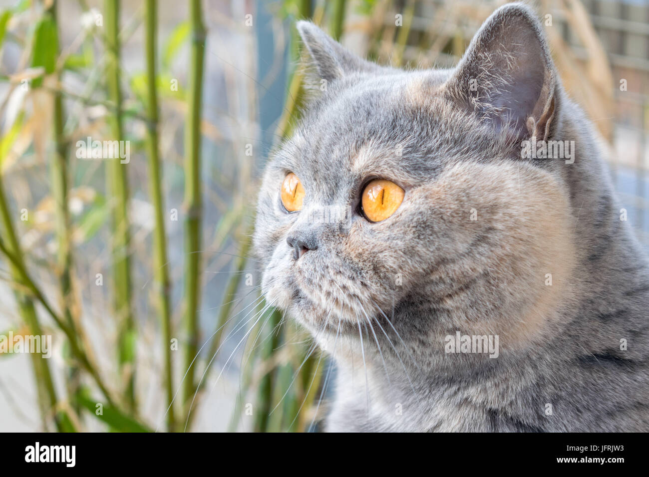 British Shorthair (BSH) cat daydreaming with bamboo in the background Stock Photo