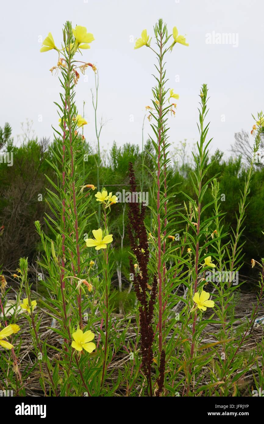 Field of tall wild buttercups Stock Photo