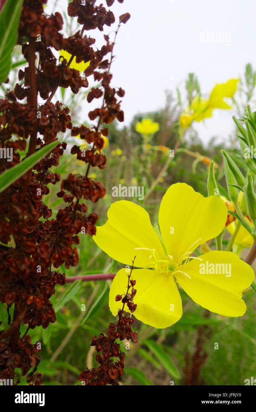 Field of tall wild buttercups Stock Photo