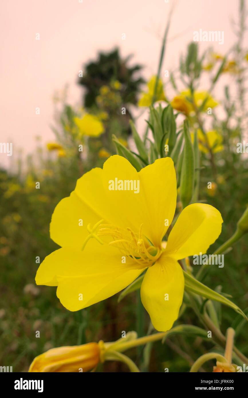 Field of tall wild buttercups Stock Photo