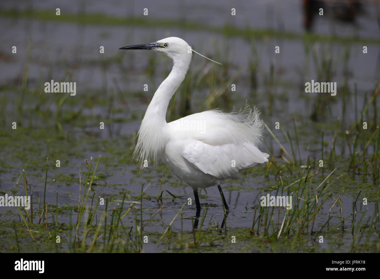 Adult Little Egret feeding in shallows Stock Photo