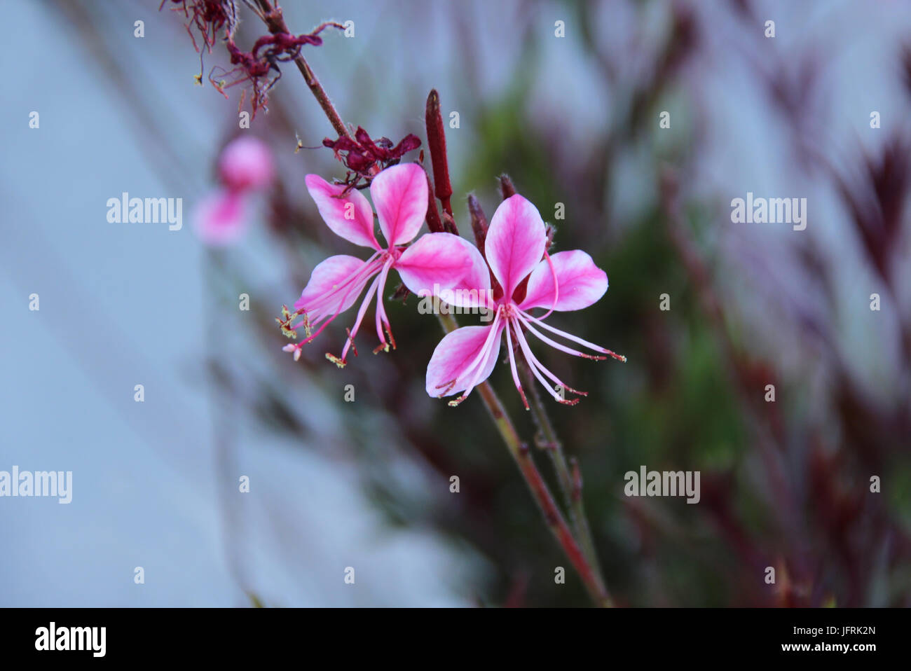Pink gaura hi-res stock photography and images - Alamy