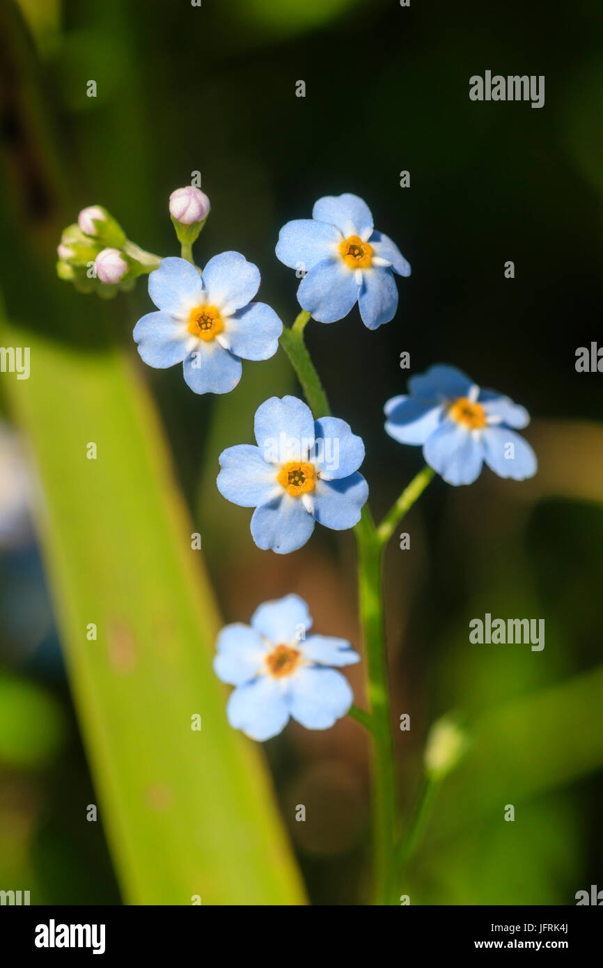 Blue summer flowers of the aquatic marginal UK  wildflower, water forget me not, Myosotis scorpioides Stock Photo