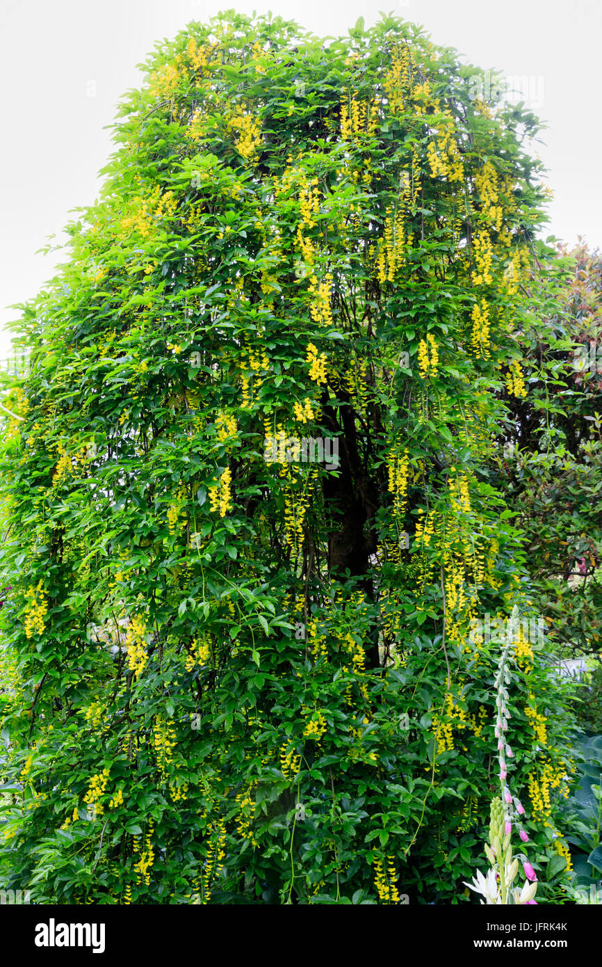 Dangling racemes of yellow flowers of the weeping form of the Scottish laburnum. Laburnum alpinum 'Pendulum' Stock Photo