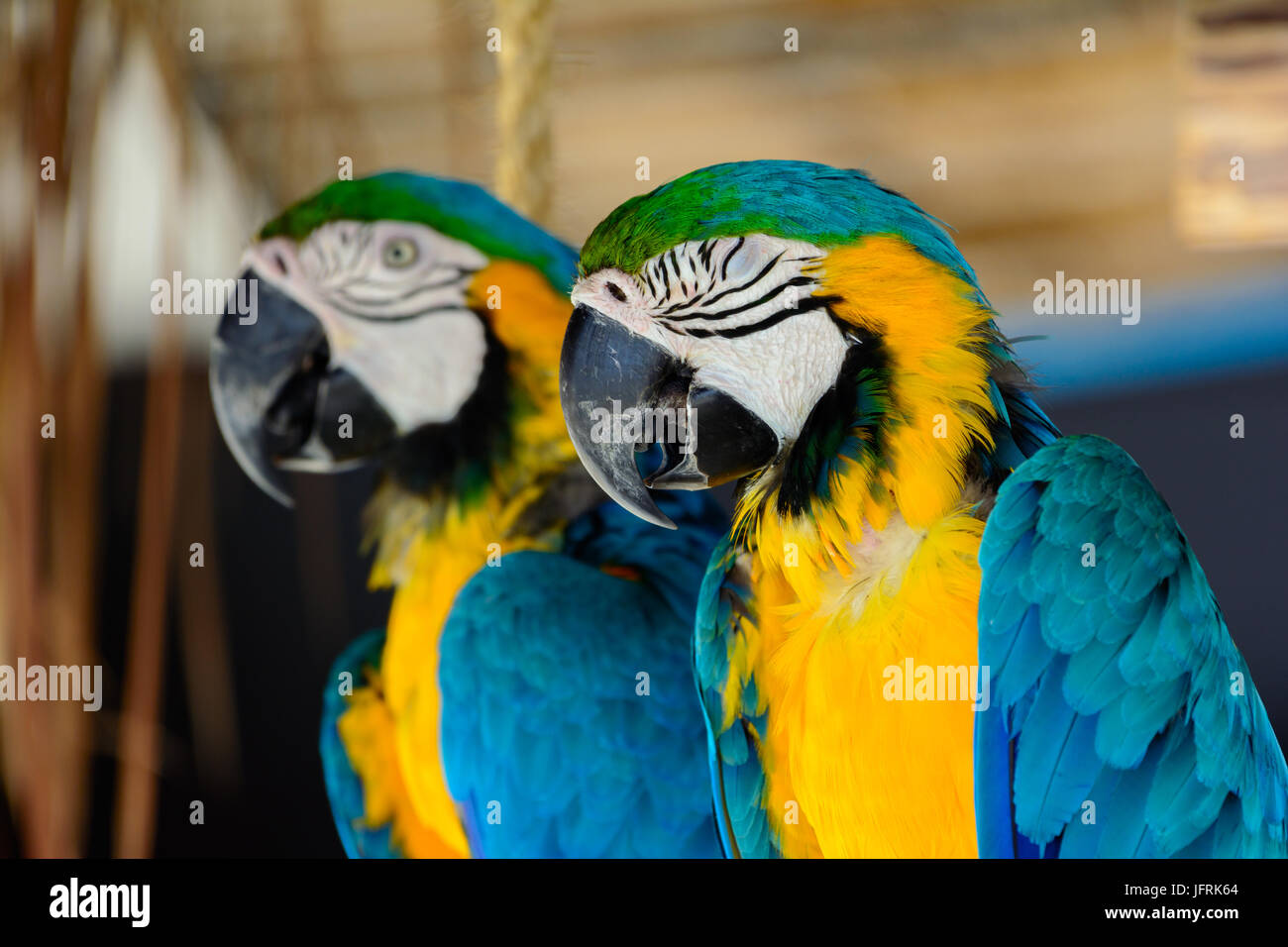 blue-and-yellow macaws (Ara ararauna), Also known as a blue-and-gold macaw. Close-up Stock Photo