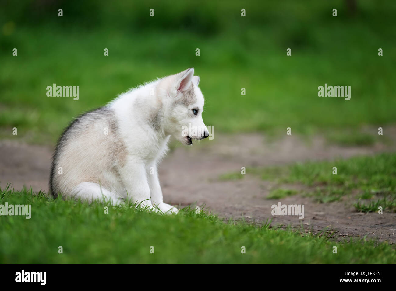 Cute little said siberian husky puppy in grass Stock Photo - Alamy