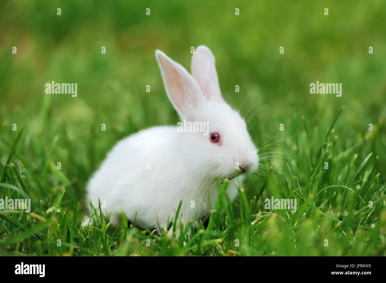 Baby white rabbit in spring green grass background Stock Photo - Alamy