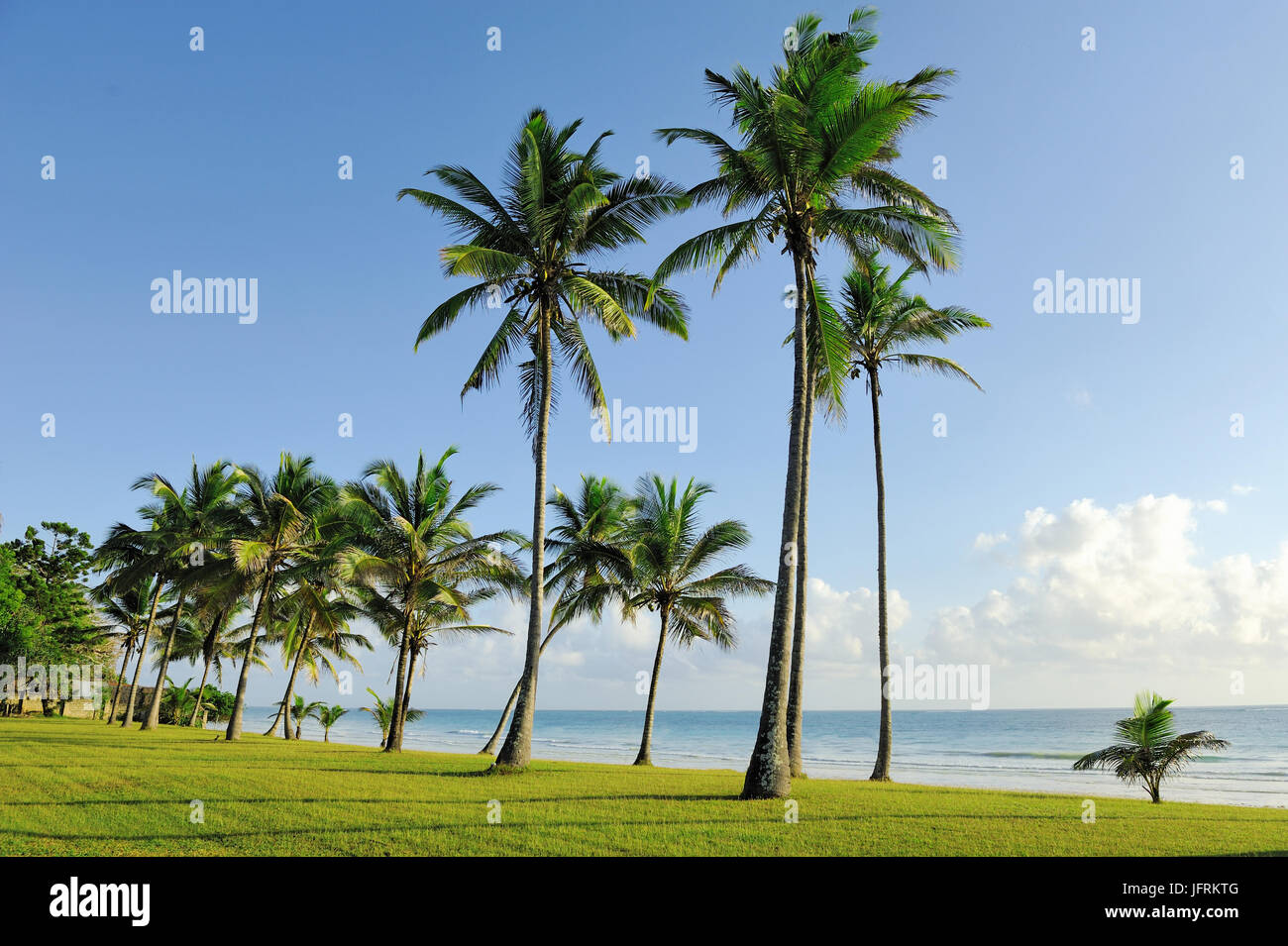 Beautiful palm trees at the beach Indian ocean Stock Photo - Alamy