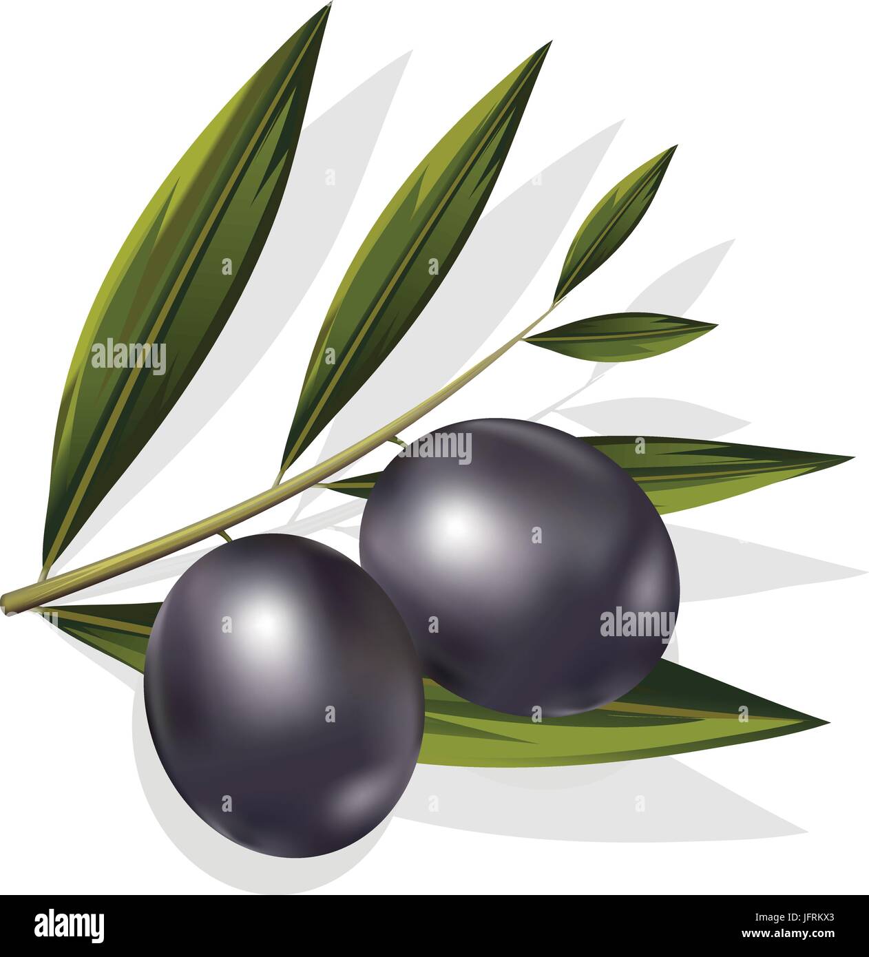 Vector realistic illustration of black and olives branch isolated on ...