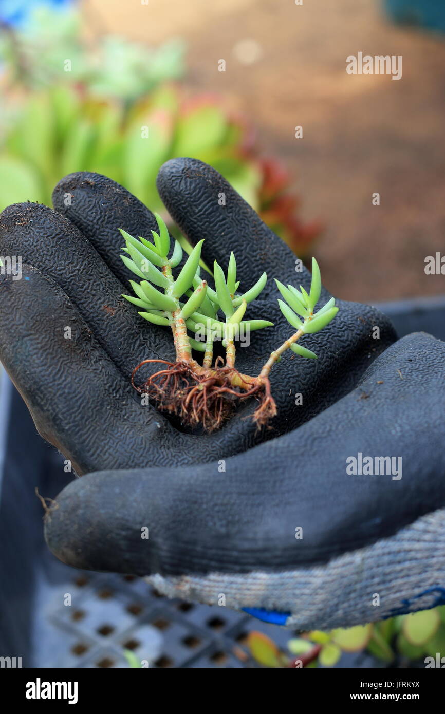 Crassula tetragona or known as miniature pine tree Stock Photo