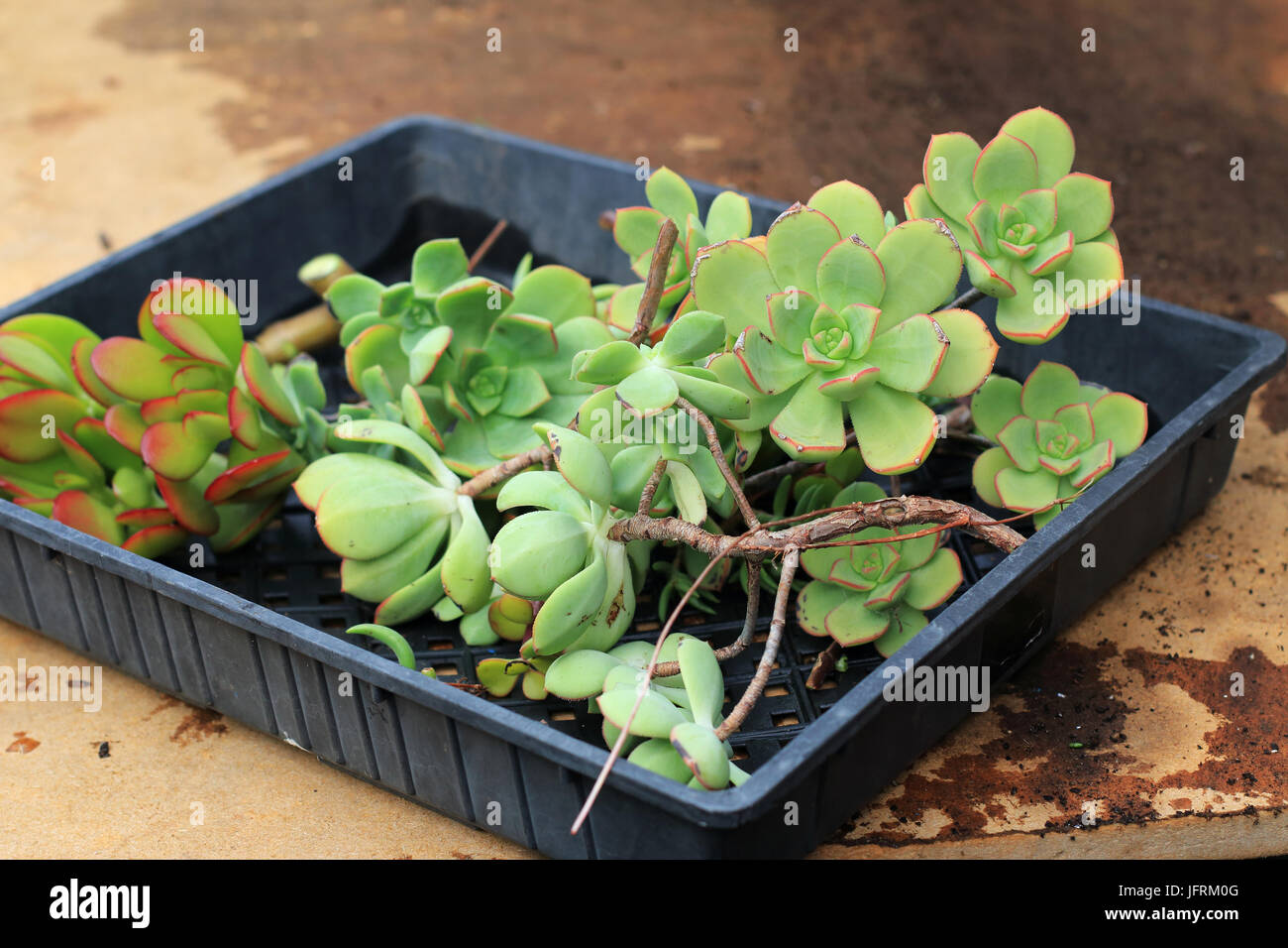 Jade plant and Aeonium castello paivae cuttings Stock Photo