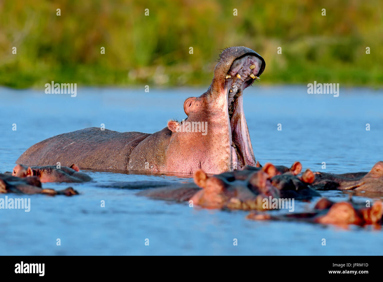 Hippo family (Hippopotamus amphibius) in the water, Africa Stock Photo