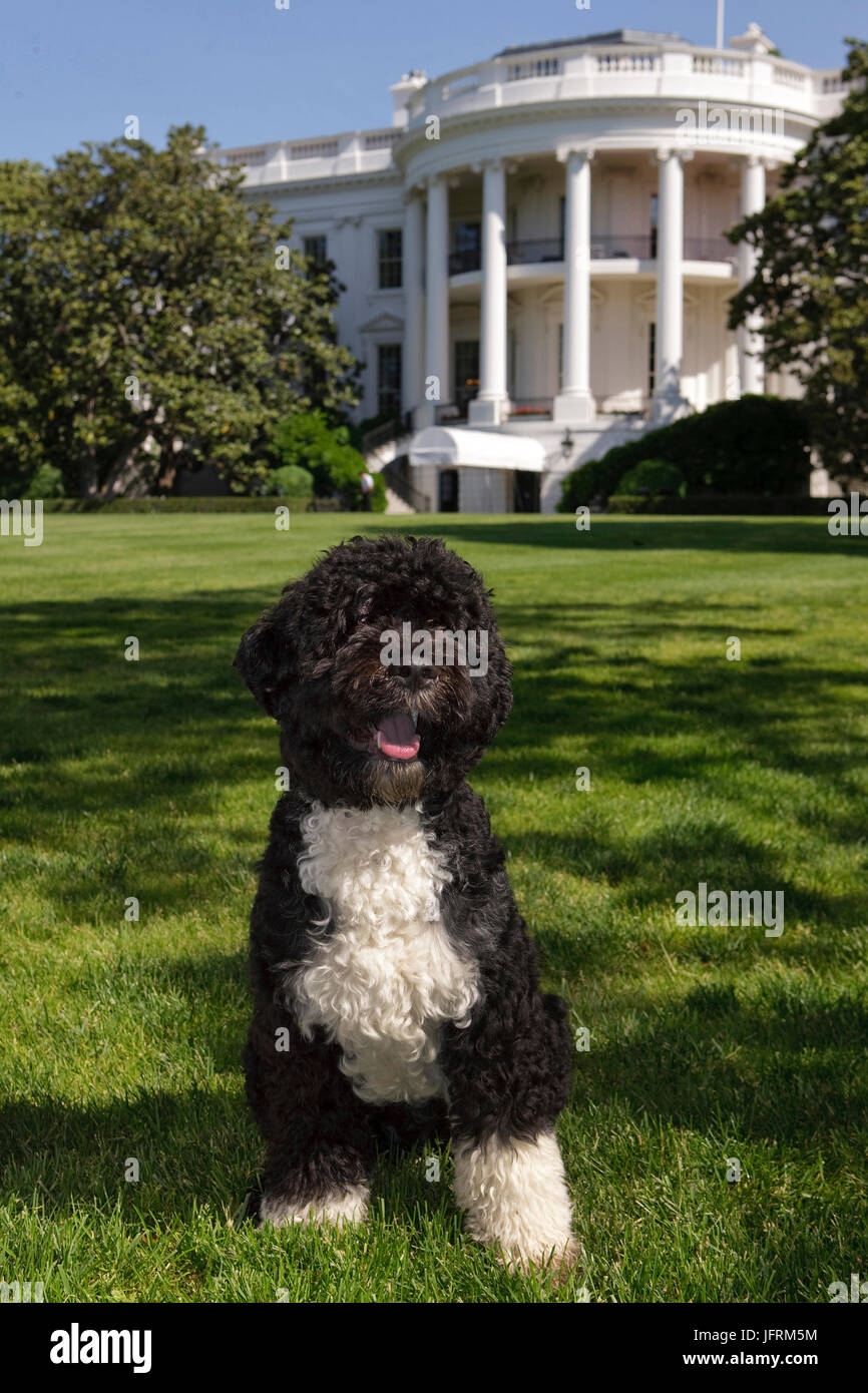 The official portrait of the Obama family dog 'Bo', a Portuguese water dog, on the South Lawn of the White House.   (Official White House Photo by Chuck Kennedy)  This official White House photograph is being made available for publication by news organizations and/or for personal use printing by the subject(s) of the photograph. The photograph may not be manipulated in any way or used in materials, advertisements, products, or promotions that in any way suggest approval or endorsement of the President, the First Family, or the White House. Stock Photo