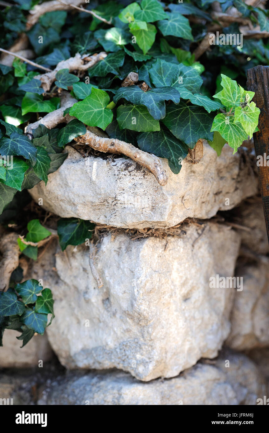 Stone wall overgrown hi-res stock photography and images - Alamy