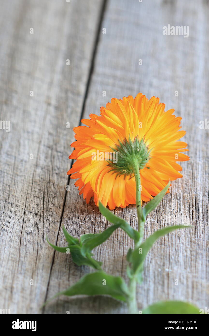Pot Marigold or also known as Calendula officinalis on wooden table Stock Photo