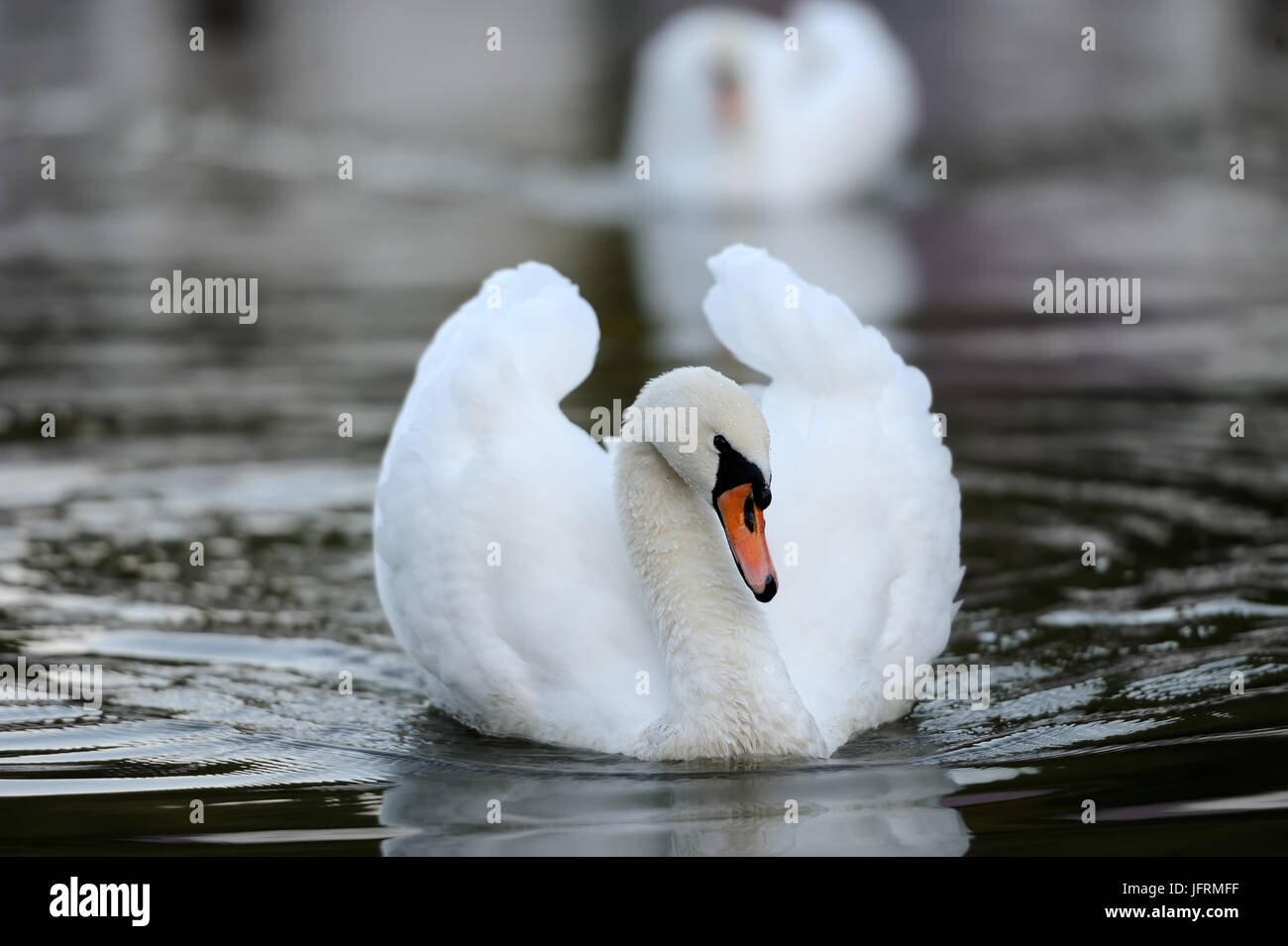 Close beautiful swan swimming in the lake Stock Photo - Alamy