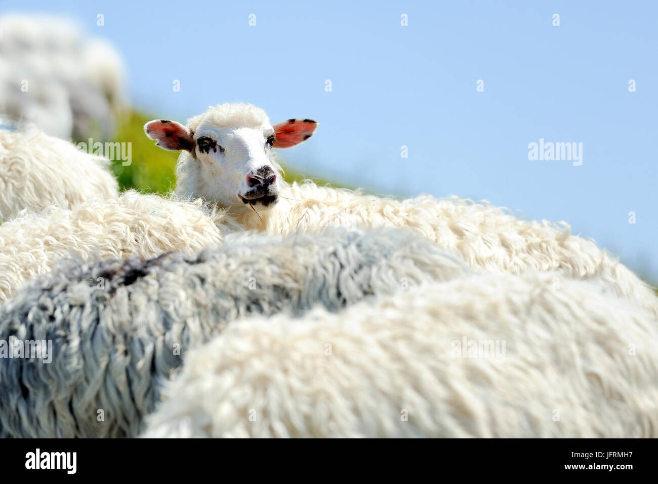 Flock of sheep in a mountain valley Stock Photo - Alamy