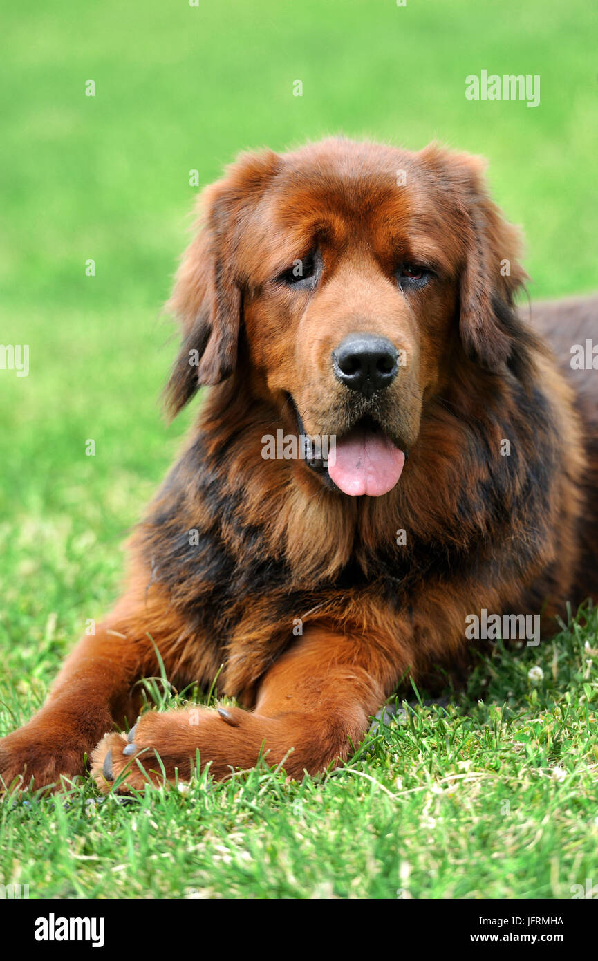 Portrait young dog playing in the meadow Stock Photo - Alamy