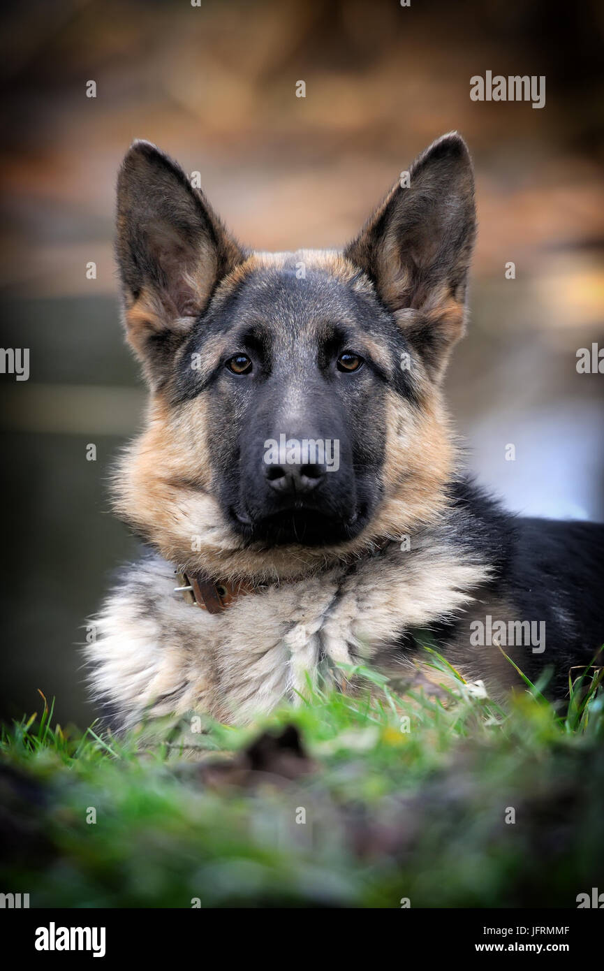 German shepherd dog portrait Stock Photo