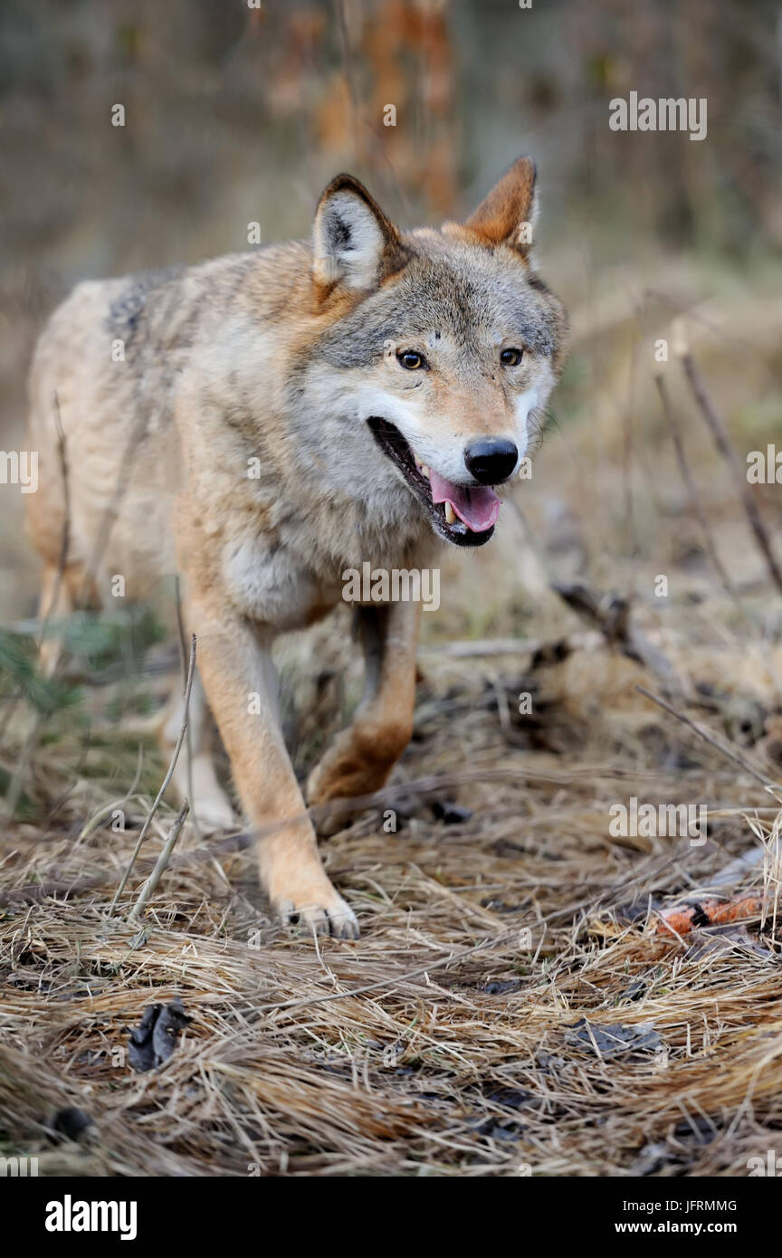 Wild wolf in forest Stock Photo Alamy