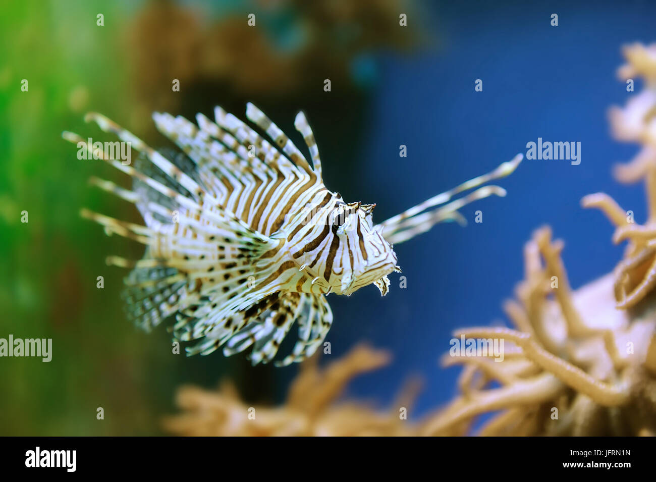 A lionfish swiming over seagrass Stock Photo