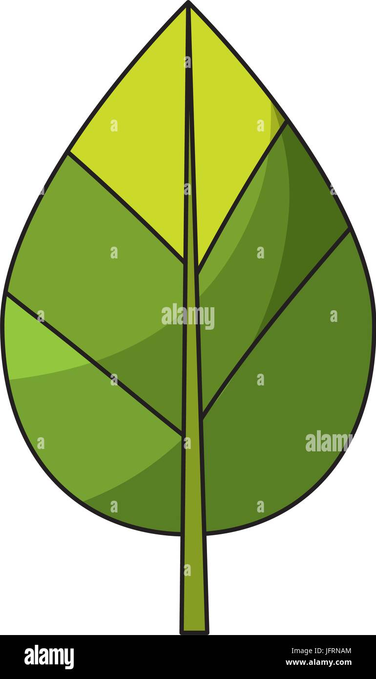 natural leaf botany of tropical plant Stock Vector Image & Art - Alamy