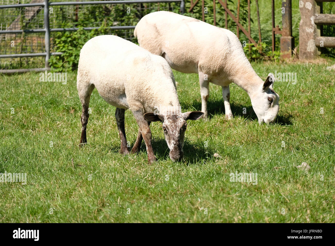 2nd July 2017 - newly shorn sheep grazing a pasture Stock Photo