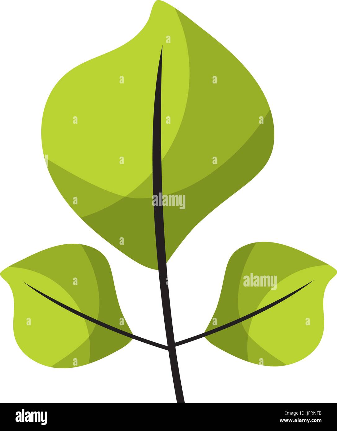 natural leaves botany of tropical plant Stock Vector Image & Art - Alamy