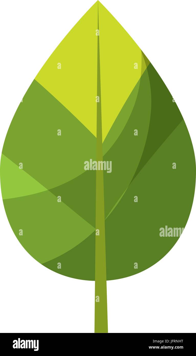 natural leaf botany of tropical plant Stock Vector Image & Art - Alamy