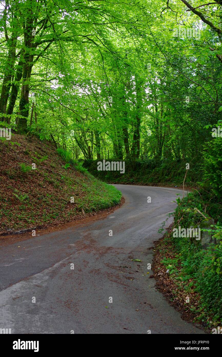 Back Country Road through Ancient Beech Woodland, Dartmoor Nation Park