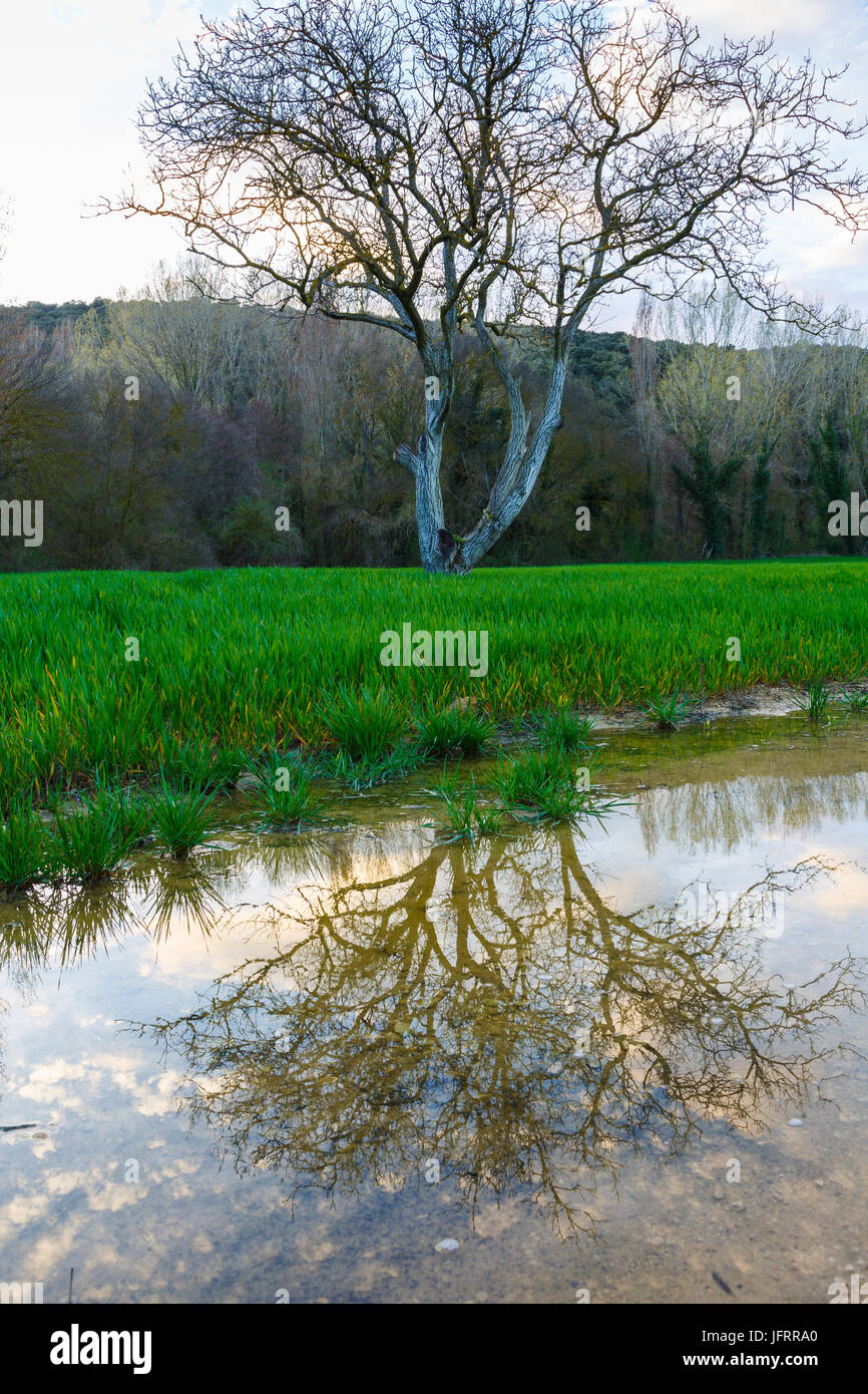 Walnut tree (Juglans sp.) in a meadow. Stock Photo