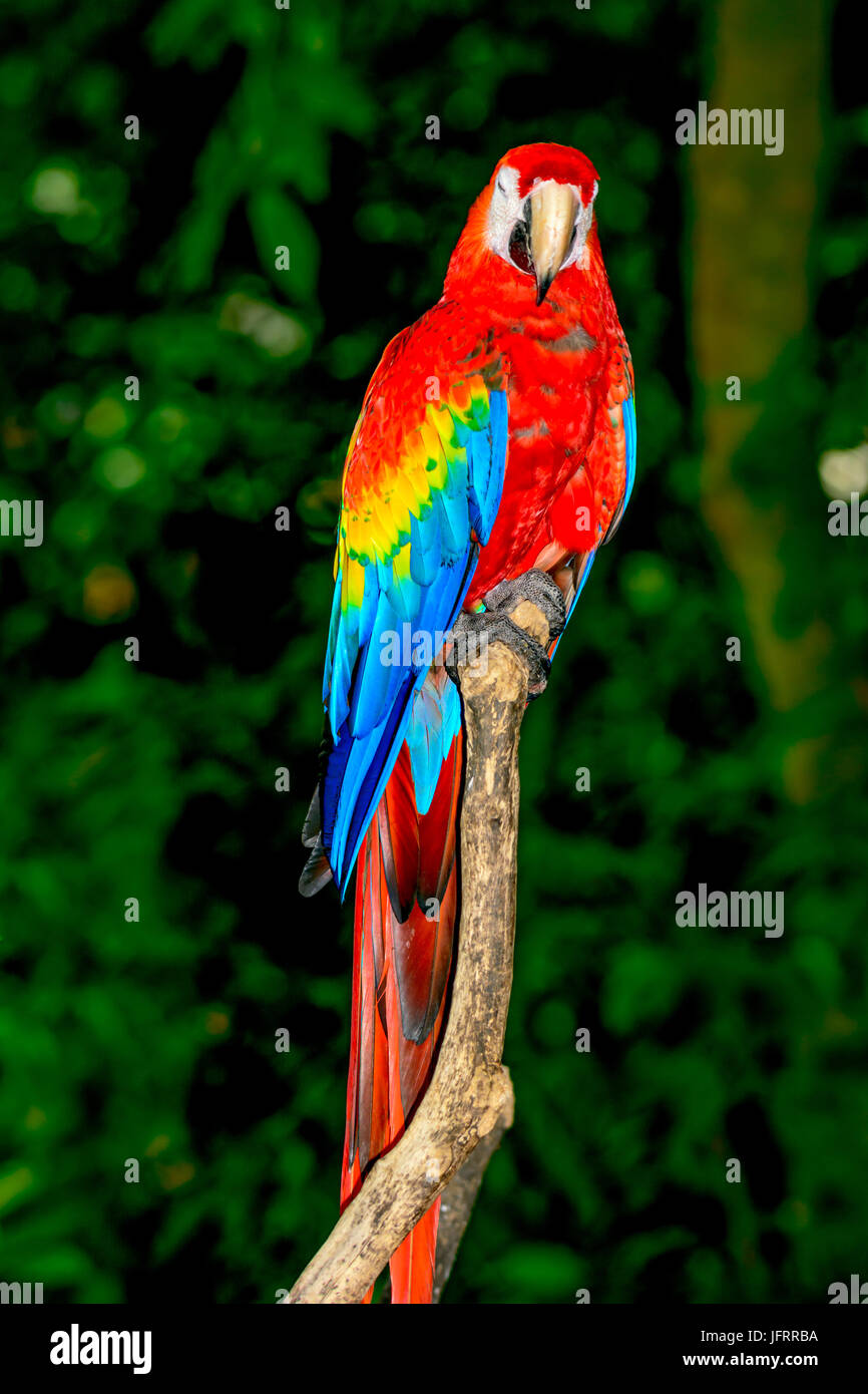 Scarlet macaw (Ara macao), Sleeping on a branch. This is a North Central American Macaw from the Yucatan Jungles. Full length Stock Photo
