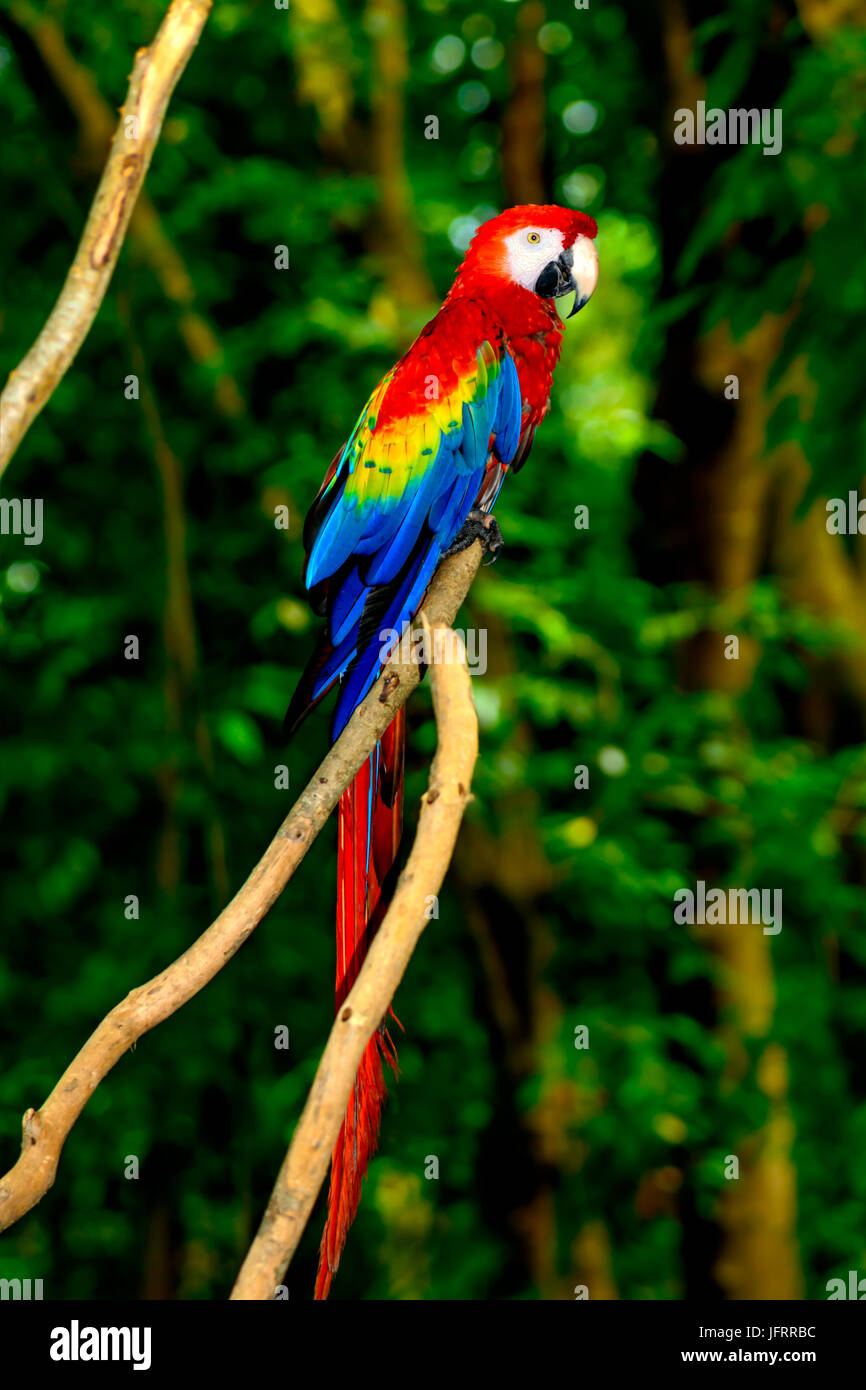 Scarlet macaw (Ara macao), Standing on a branch. This is a North Central American Macaw from the Yucatan Jungles. Full length Profile Stock Photo