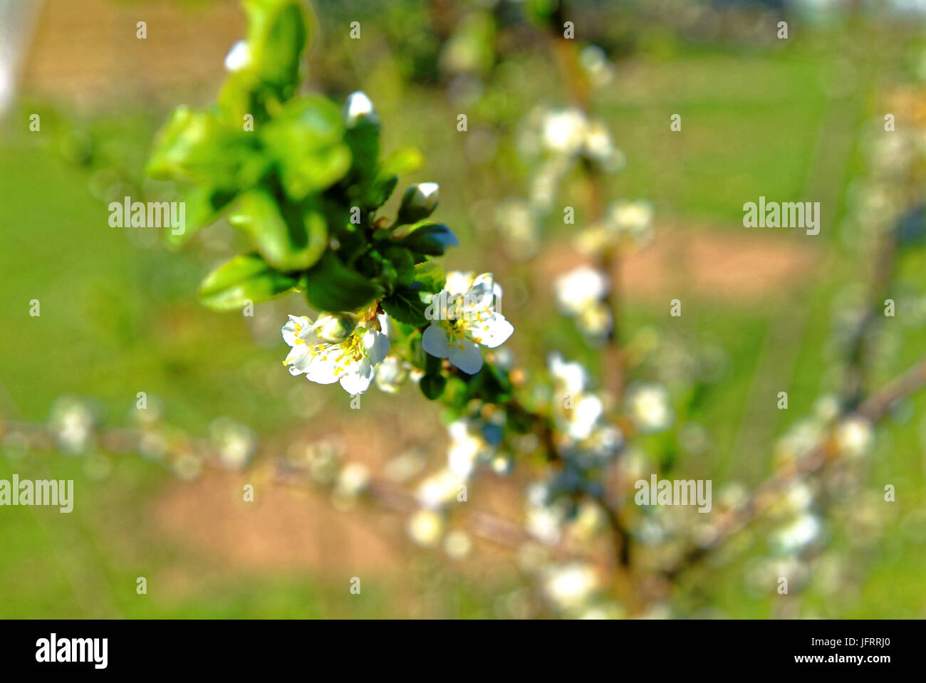 Spring Ruissa Apple blossoms in garden in spring, Russia Stock Photo - Alamy