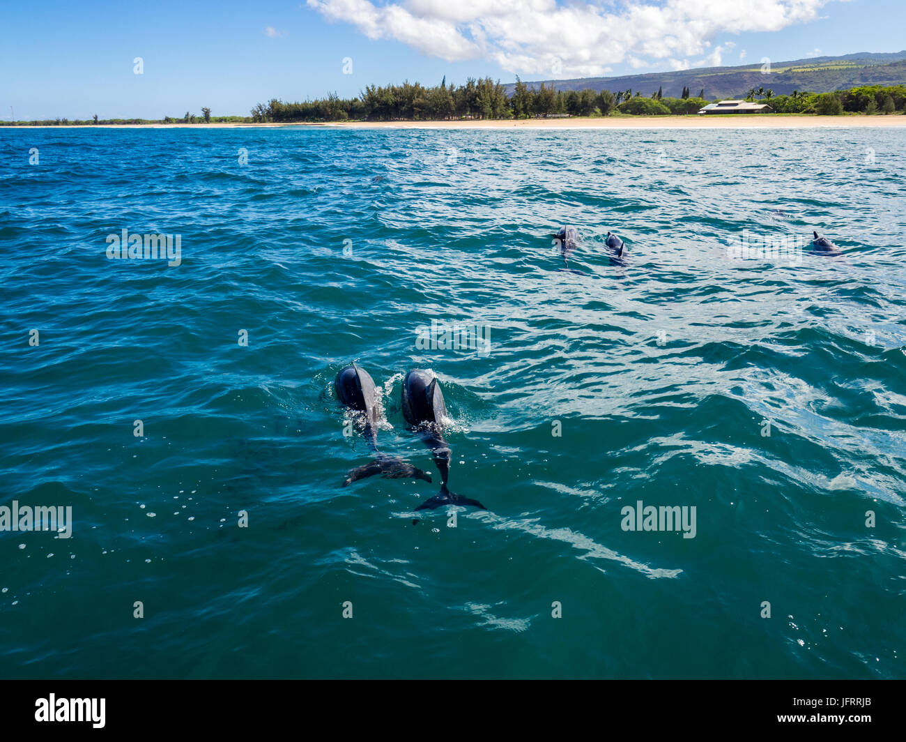 Hawaiian spinner dolphins off Napali Coast seen from coastal atamaran cruise in Kauai, Hawaii, USA. Stock Photo