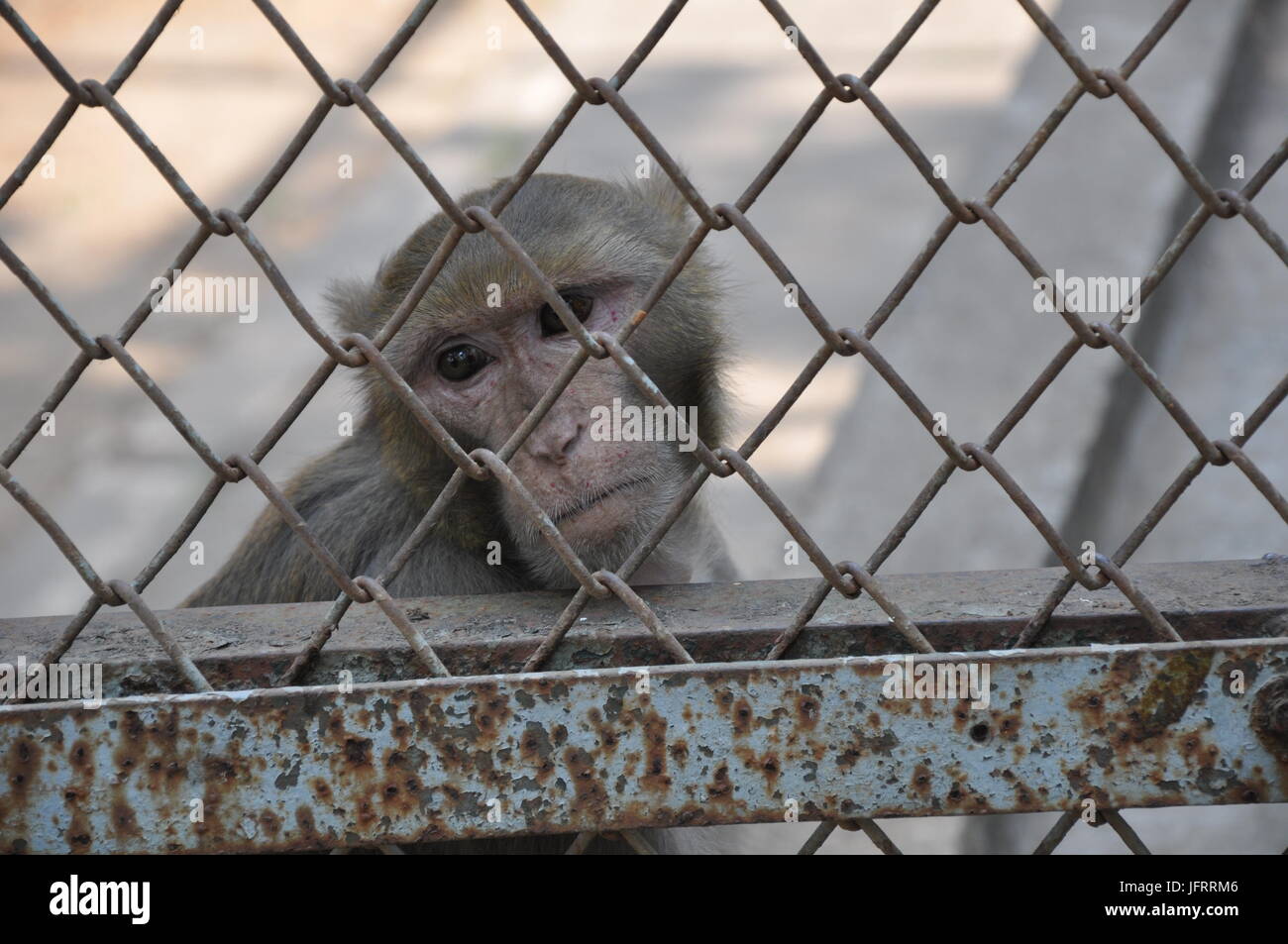Closeup of monkey in a cage Stock Photo
