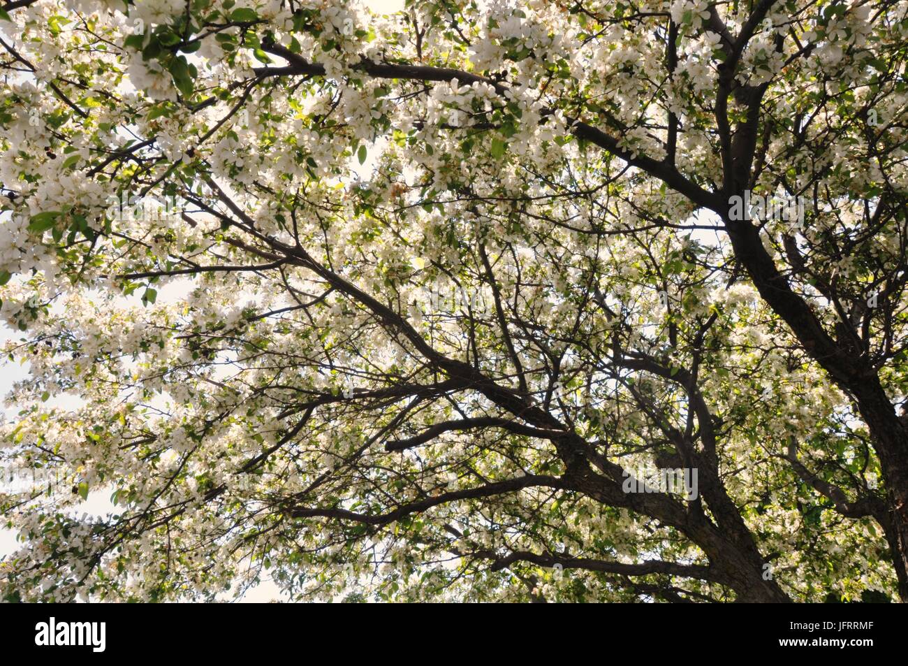 A white flower tree with full blossom Stock Photo Alamy
